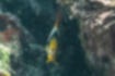 Picture of Raccoon butterflyfish4｜The area around the mouth is orange.