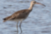 Picture of Whimbrel1｜The tip of the beak is curved downward.