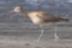 Picture of Whimbrel2｜The head center line is running.