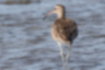 Picture of Whimbrel3｜The back is brown.