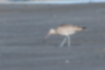 Picture of Whimbrel4｜They were foraging in the tidal flats.