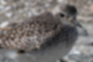 Picture of Grey Plover1｜Winter plumage is plain grey-brown.