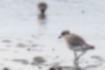 Picture of Grey Plover2｜Fishing for food such as lugworms in the tidal flats.