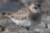 Picture of Grey Plover3｜Winter belly is pure white.