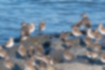 Picture of Grey Plover4｜It was mixed with sandpipers. It's a little big.