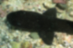 ドチザメの写真1｜（幼魚）黒に近い褐色です。