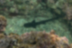 Picture of Banded houndshark4｜(juvenile fish) The pectoral fin is triangular.