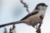 Picture of Long-tailed Tit1｜The head and tail are black, and the underbelly is pale reddish purple.