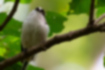 Picture of Long-tailed Tit2｜Came down to a lower branch.