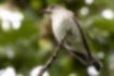 Picture of Grey-streaked Flycatcher2｜It perched on the tip of a branch.