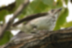 Picture of Grey-streaked Flycatcher3｜The lower part of the belly is white.