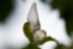エゾビタキの写真6｜翼を広げました。