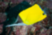 Picture of Yellow longnose butterflyfish1｜It is characterized by its yellow body and elongated snout.