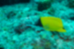 Picture of Yellow longnose butterflyfish2｜Found on a coral reef.