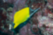 Picture of Yellow longnose butterflyfish3｜It was foraging by pecking rocks.