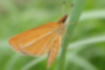 Picture of Silver-lined Skipper1｜Summer type with thin silver streaks.