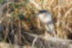 Picture of Black-crowned Night Heron1｜Resting quietly in the grass by the water.