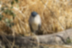 Picture of Black-crowned Night Heron2｜Standing on one leg.