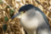 Picture of Black-crowned Night Heron4｜A bird with beautiful red irises.