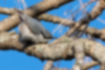 Picture of Eurasian nuthatch1｜A silhouette with no neck.