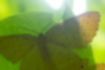 ゴマフキエダシャクの写真5｜翅の縁では等間隔に斑点が並びます。