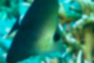 ゴマハギの写真3｜（幼魚）尾にかけて色が濃くなります。
