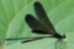 Picture of Calopteryx atrata2｜It has a metallic green body.