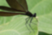 Picture of Calopteryx atrata3｜The head and wings are dark brown.