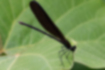 Picture of Calopteryx atrata4｜Perched with wings closed.