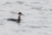 Picture of Black-necked Grebe2｜White from cheeks to neck.