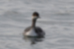 Picture of Black-necked Grebe3｜The throat is pale brown.