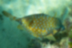 Picture of Boxfish1｜Yellow body with sky blue spots.