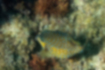 Picture of Boxfish3｜It is a square silhouette.