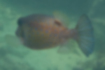 Picture of Boxfish4｜This is an adult fish whose color has become darker.