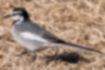 Picture of White Wagtail1｜White under my eyes.