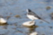 Picture of White Wagtail2｜Prowling in shallow water.