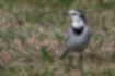 Picture of White Wagtail3｜walking in the grass.