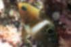 ハクセンスズメダイ | 幼魚は背鰭の後ろに黒い斑点があります。