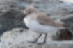 Picture of Duniln1｜Light gray winter plumage.