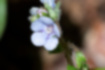 Picture of Bothriospermum zeylanicum1｜Pale bluish purple.