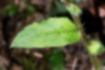 Picture of Bothriospermum zeylanicum3｜Leaves have transparent hairs.