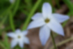 Picture of Spring star1｜Pale purple enters toward the tip.
