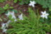 Picture of Spring star2｜It grows in clumps on the ground.