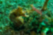 ハナタツの写真2｜海藻とよく似た色をしています。