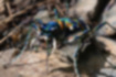 Picture of Tiger Beetle2｜It has sharp mandibles.