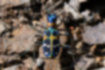 Picture of Tiger Beetle3｜Comes out on the ground in the sun.