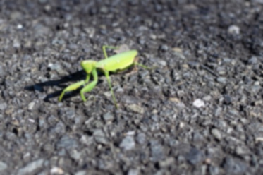 Picture of Indo-Pacific mantis1｜On a road in a residential area.