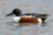 Picture of Commons shoveler2｜The head is glossy dark green.