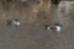 Picture of Commons shoveler3｜Comparison with teal.
