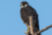 Picture of Peregrine Falcon1｜Dark brown wings.